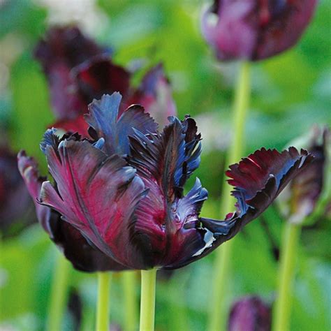 Dark Tulips Ubicaciondepersonascdmxgobmx