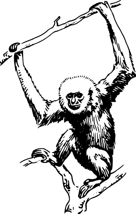 Monkey Gibbon Ape Primate Png Picpng
