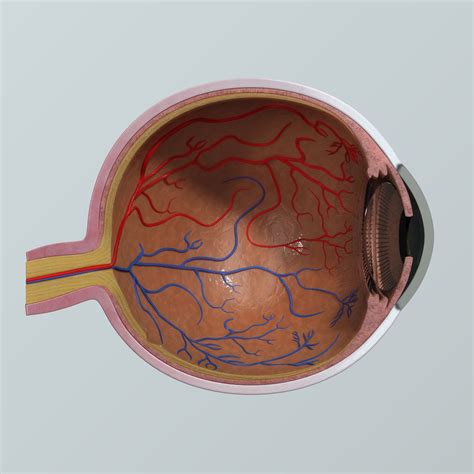 Human Eye Anatomy Cross Section 3d Model 59 3ds Obj Fbx Max Ma