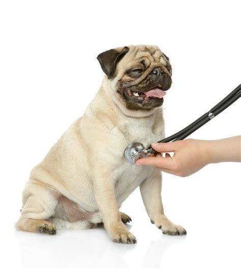 Venison is one of the best animal proteins for your dog to eat as it is one of the least likely to cause allergies, is easy to digest, and is lean meat, which pugs need to avoid excess weight gain. Remedies for a Dog With Diarrhea | ThriftyFun