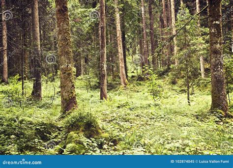 Austrian Forest In Summer Stock Image Image Of Idyllic 102874045