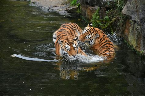 Tigers Playing In Water Stock Photos Motion Array