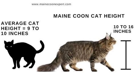Die Maine Coon Größe Im Vergleich Zu Einer Normalen Katze