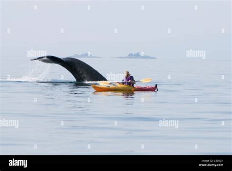Humpback Whale Surfaces Near A Woman Sea Kayaking In Frederick Sound