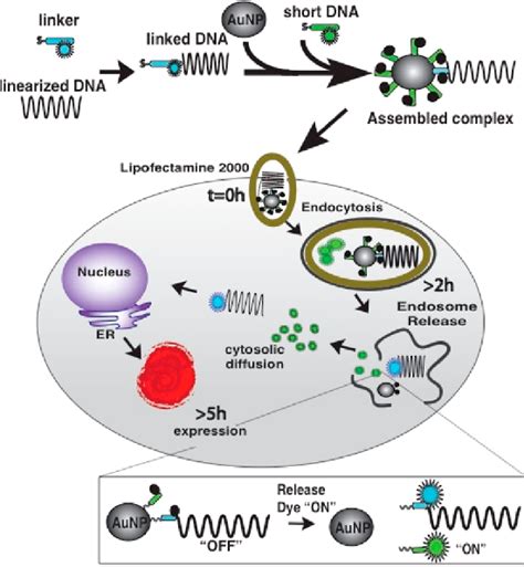 Plasmid Transfection In Mammalian Cells Spatiotemporally Tracked By A