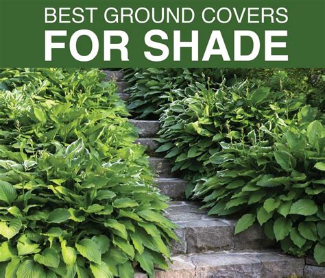Posted on august 6, 2018 by landcrafters wrote as you likely already know, growing thriving plants, trees, flowers, and a maintained landscape can groundcover is considered any kind of plant that covers a vast amount of the ground (seems pretty. Best Ground Covers for Shady Gardens - Longfield Gardens
