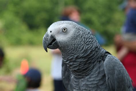 Fileafrican Grey Parrot Psittacus Erithacus4 Wikimedia Commons