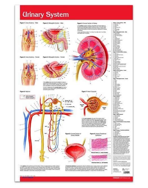 Human Urinary Systems Are Clearly Described In This Full Colour Reference Guide W Diagrams And
