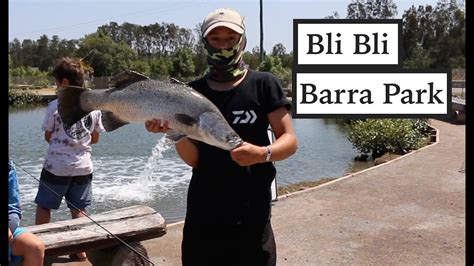 Barra Fishing North Of Brisbane Bli Bli Barramundi Youtube