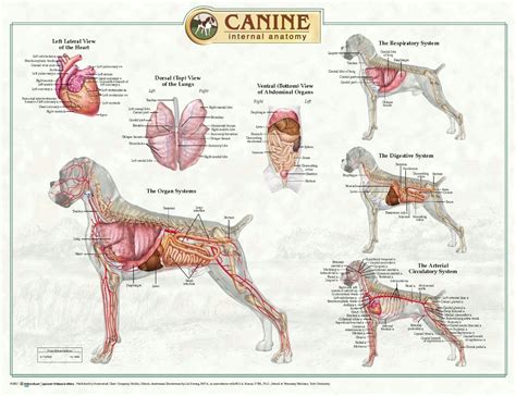 Canine Anatomy Dog Anatomy Canine Cat Anatomy