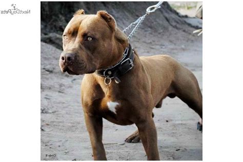 Shelter provide second chances to dogs in need, including. American Pitbull Terrier Breeders Near Me | PETSIDI