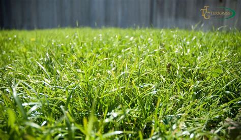 The Different Varieties Of Bermuda Grass For Your Ideal Lawn Rowe Organic