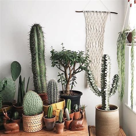 30 Best Creative Cactus Decorations To Beautify Your Home