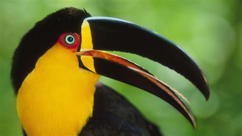 Bird Toucan Beak Parrot Wallpapers Hd Desktop And