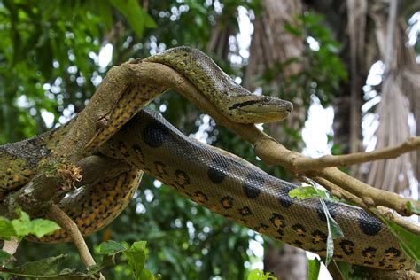 Green Anaconda Eunectes Murinus Flickr Photo Sharing