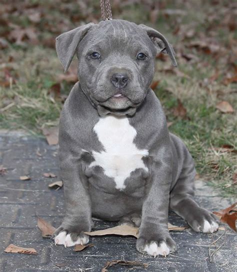 Pitbull puppies are becoming increasingly popular amongst dog enthusiasts. blue pitbull. So cute. | Puppies, Pitbull terrier