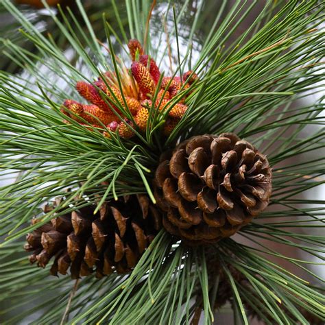 Ponderosa Pine Cones Photograph By Karon Melillo Devega Pixels