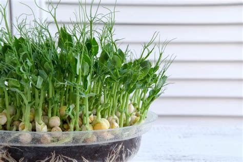 Growing Shoots Of Peas Fresh Organic Food On Your Windowsill Stock