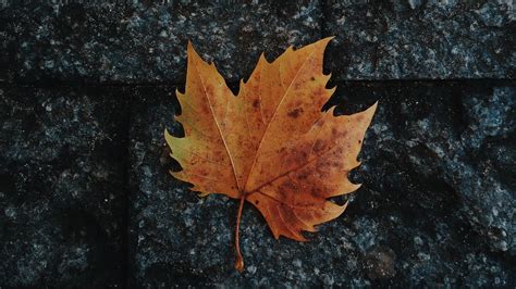 Download Wallpaper 1366x768 Leaf Maple Fallen Autumn Tablet Laptop