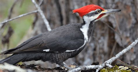 9 Woodpeckers In New York And Where To Spot Them With Pictures