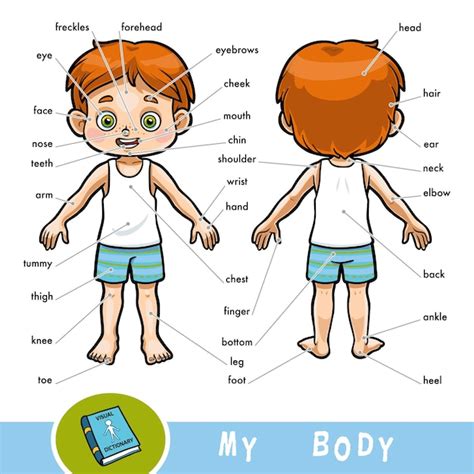Dicionário Visual De Desenhos Animados Para Crianças Sobre O Corpo