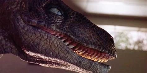 What Velociraptors Are Really Like Business Insider