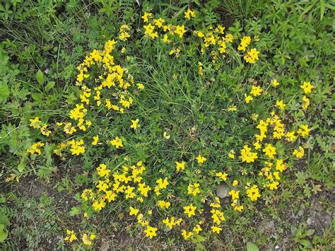 Tiny Yellow Flowers In Grass Best Flower Site
