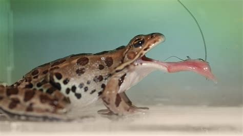 Reversible Saliva Makes Frog Tongues Sticky Youtube