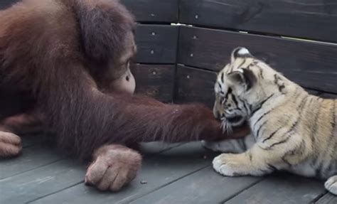 The Dark Truth Behind The Adorable Video Of An Orangutan Who ‘adopted