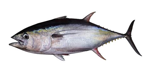 Collection Of Png Tuna Pluspng