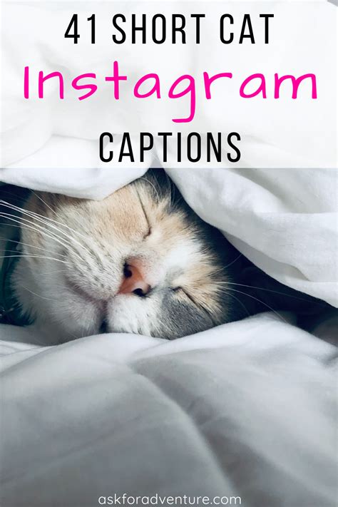 27 Quotes Short Cat Captions For Instagram Caption Bijak
