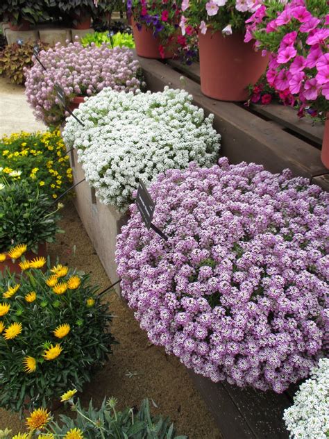 Start exploring your sweet candy adventure today swipe and match yummy candies to create crispy explosions and unwrap cool rewards and boosters. Rotary Botanical Gardens - Hort Blog: Sweet Alyssum ...