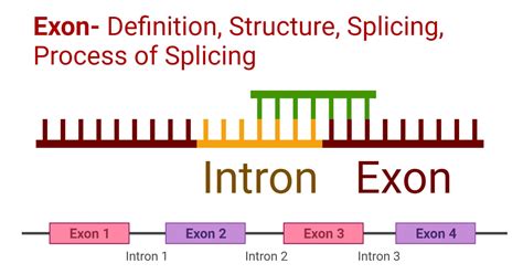 Exon Definition Structure Splicing Process Of Splicing
