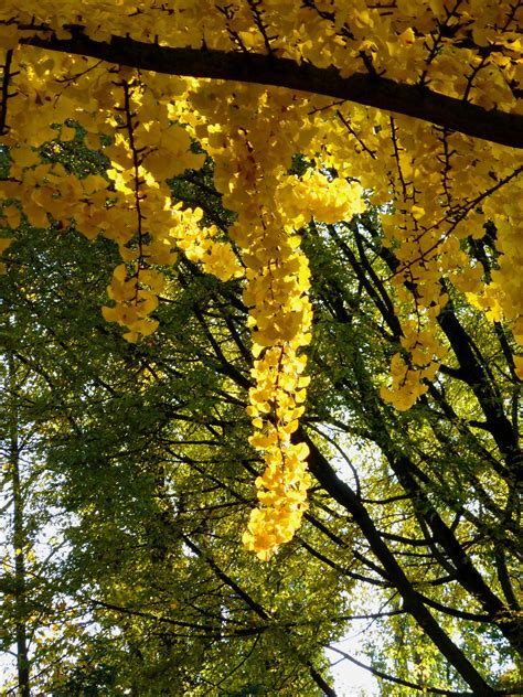 Free Images Nature Branch Blossom Sunlight Leaf Flower Produce