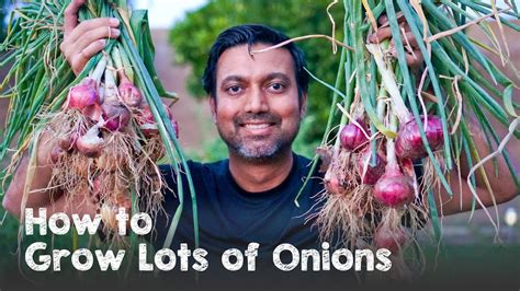 How To Grow A Ton Of Onions Plant Grow Start To Finish YouTube