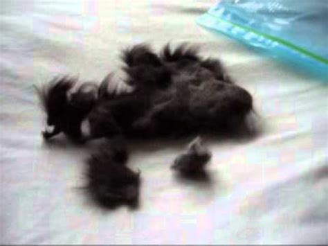 My cat's fur is matted, help! my CAT had TERRIBLE MATTED FUR but now ... - YouTube