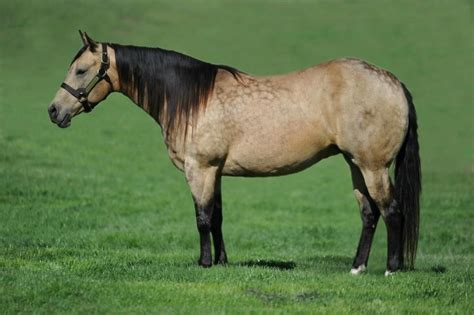 Buckskin Quarter Horse Stallion 9 Year Old 15 Hnd Buckskin Gelding