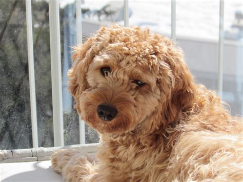 Wir haben nicht haarende ,einzigartige tollerdoodle buben in der farbe red apricot!! Cockapoo, Spoodle, Cockapoo F1b - Was sind die ...