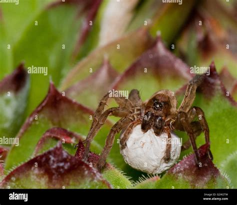 Wolf Spider With Egg Sack In The Summer Stock Photo Alamy