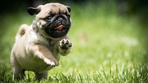 Download, share or upload your own one! Pug Puppies Wallpaper (61+ images)