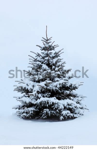 Single Pine Tree Covered Snow Winter Stock Photo Edit Now 44222149