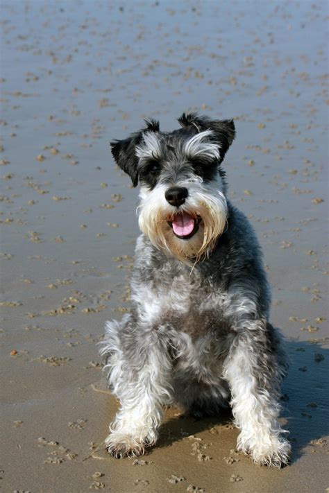 The History And Origins Of The Miniature Schnauzer PetHelpful