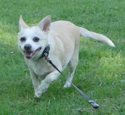 Like many other species, they have hair specialised for retaining and dispersing secretions. Rat-cha (Rat Terrier X Chihuahua Mix) Info, Temperament ...