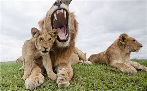 5 Fascinating Facts About Lions Lions Facts Facts About Lions
