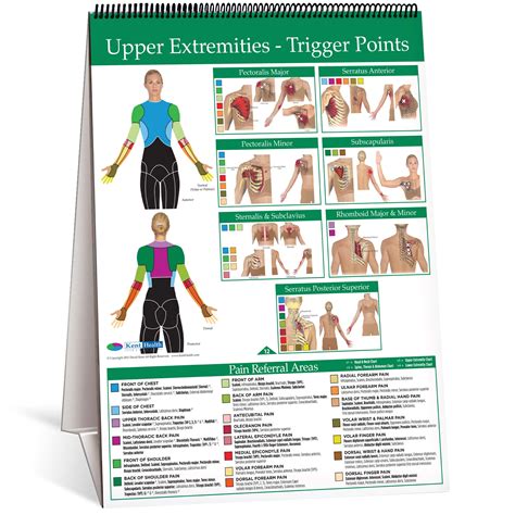 Low back pain chart 20x26. Flip Chart - Trigger Point - Kent Health Systems