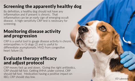 How Do You Increase Albumin Levels In Dogs