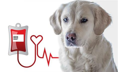 Dog Blood Donation And Dog Blood Types Petmoo
