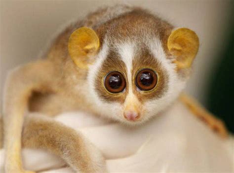 10 Cutest And Most Cuddly Exotic Pets