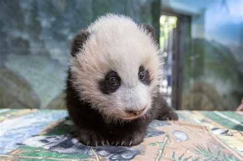 Youre Probably Stressed Here Are Some Adorable Baby Zoo Animals