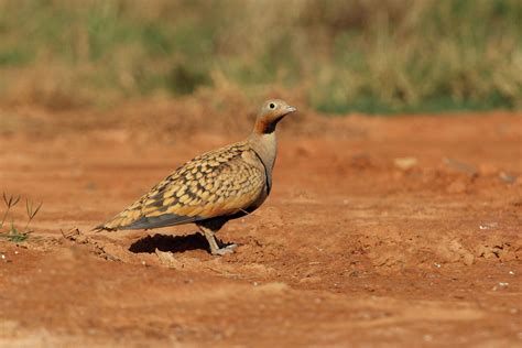 Black Bellied Sandgrouse Male Early Morning In A Water Point Photograph